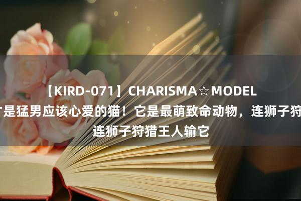 【KIRD-071】CHARISMA☆MODEL 梨々花 这才是猛男应该心爱的猫！它是最萌致命动物，连狮子狩猎王人输它